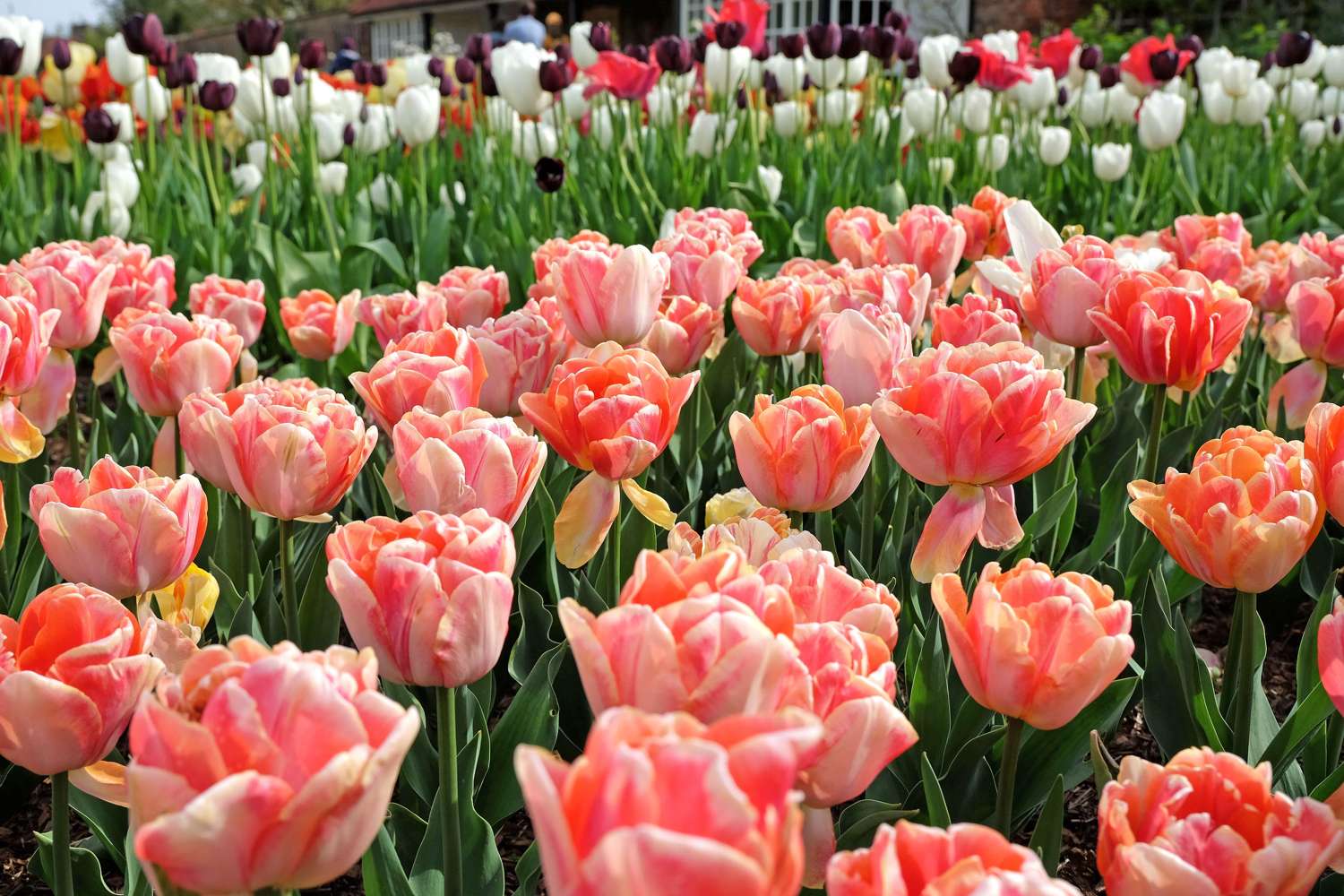 Tulipan 'Foxy Foxtrot' (Storkøb) - 80 løg